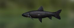 Black carp