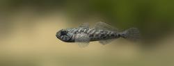 Racer goby