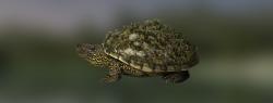 Черепаха чернобыльская
