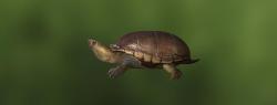 Schlammschildkröte
