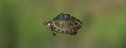 Perlfluss-Schildkröte