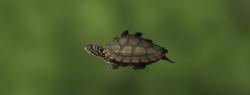 Black-Knobbed Map Turtle