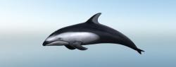 Дельфин белобокий тихоокеанский