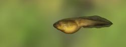 American bullfrog (tadpole)
