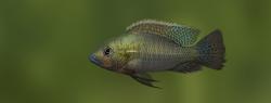 Wingatii-Thoracochromis