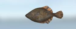 Far Eastern smooth flounder