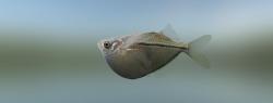Dwarf hatchetfish