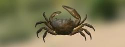 African freshwater crab