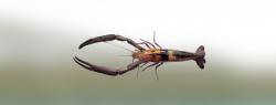 Bigclaw river shrimp