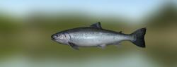 Black Sea salmon