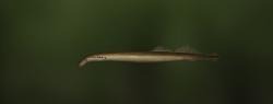 Ukrainian brook lamprey