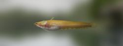 Silurus microdorsalis