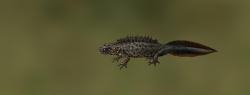 Southern crested newt