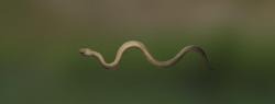 Serpent mocassin d'eau