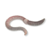 Ironstone worm