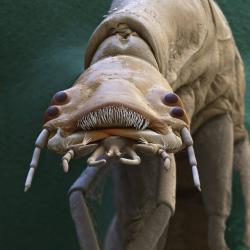 Личинка водного жука Dytiscidae