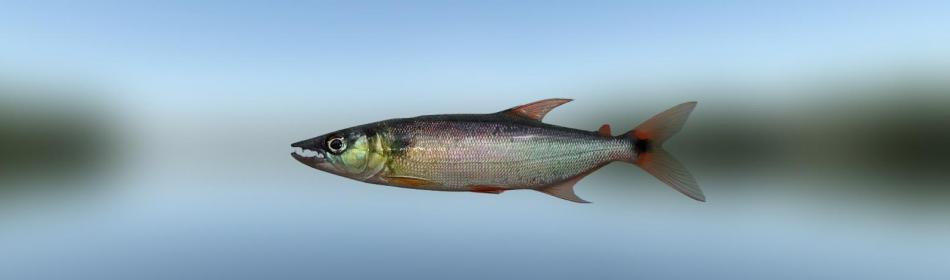 Red-tailed Freshwater Barracuda Characin