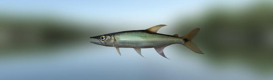 Yellowtail Freshwater Barracuda