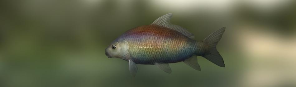 Regenbogen-Büffelfisch