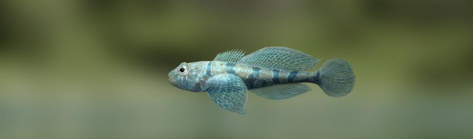 Blue goby