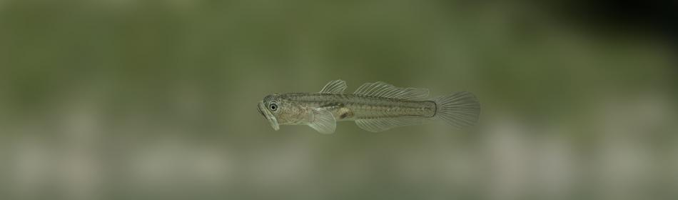 Transparent goby