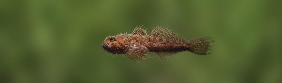 Rusty goby