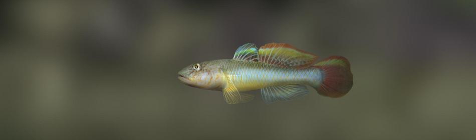 Paradise Kiss goby