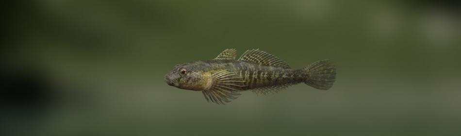 Grass goby
