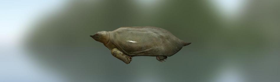 Черепаха большая мягкотелая Кантора