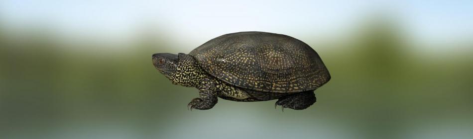 Черепаха европейская болотная