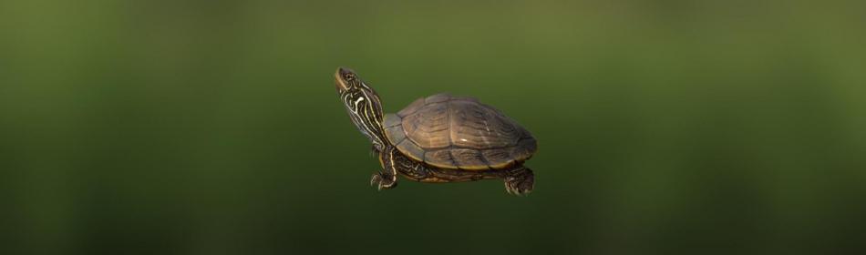 Nothern Map Turtle