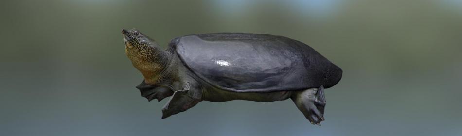 Черепаха гигантская трёхкоготная Свайно