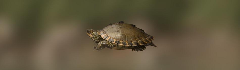 Pascagoula Map Turtle