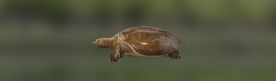 Hunan softshell turtle