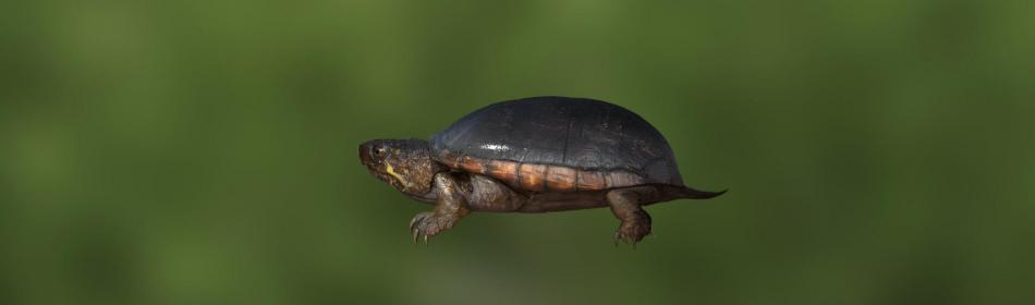 Pennsylvania-Klappschildkröte