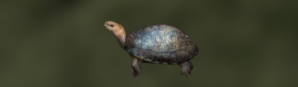Черепаха коробчатая гуансийская