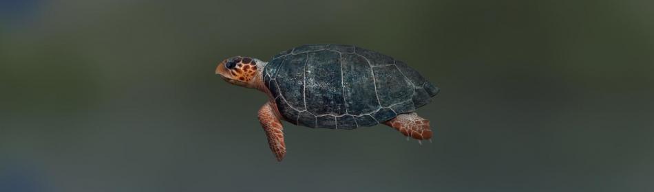 Черепаха морская головастая