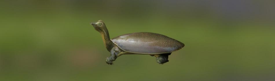 Черепаха нубийская лопастная