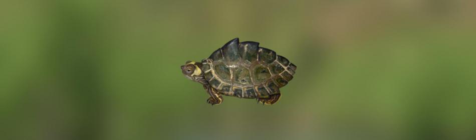 Perlfluss-Schildkröte