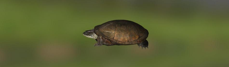 Черепаха сенегальская лопастная