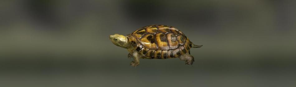 Черепаха шарнирная зеленая