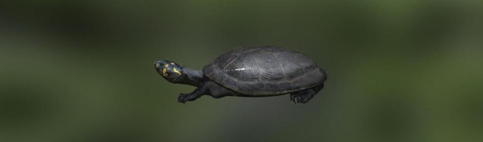 Черепаха Щитоногая