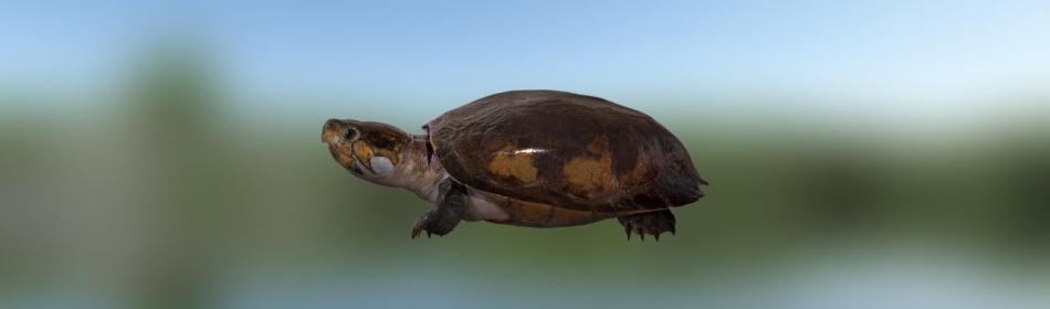 Big-Headed Amazon River Turtle