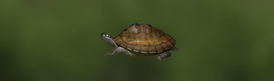 Черепаха уошипская