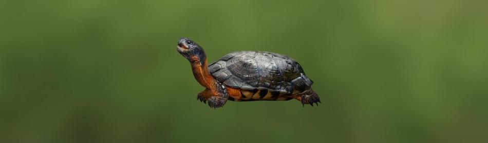 Черепаха водная пятнистая