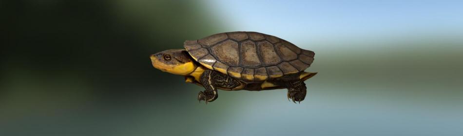 Amazon Toad-headed Turtle