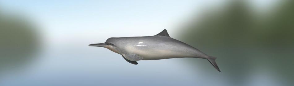 Дельфин китайский речной