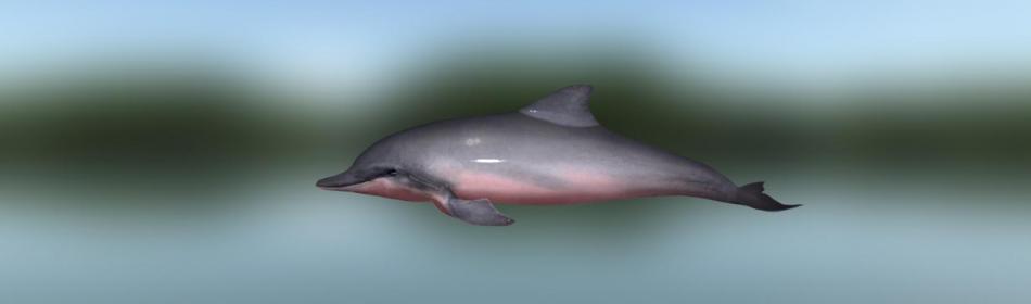 Дельфин розовый амазонский