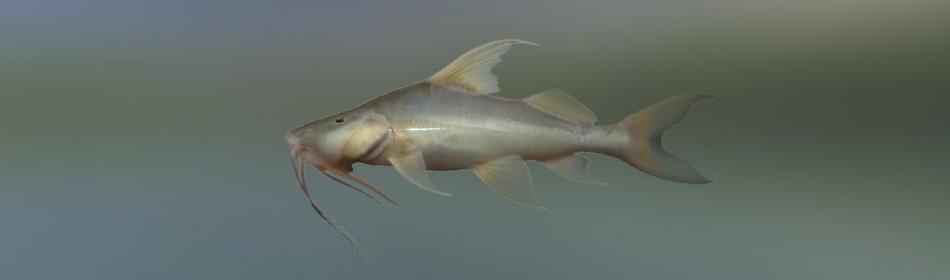 Peruvian longbarbel catfish