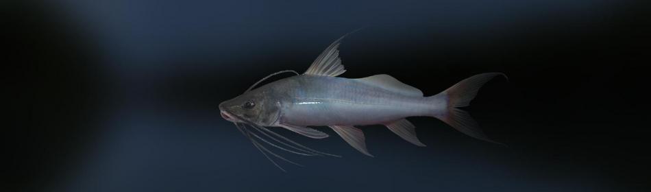 Blue Metallic Catfish